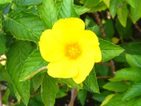 Yellow Allamanda Yellow Allamanda