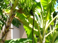 More Bananas More Bananas