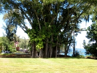 Banyan Tree Banyan Tree