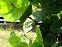 Really Big Spiders Really Big Spiders