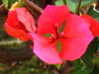 Bougainvillia Bougainvillia