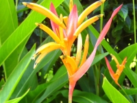 Parrot's Beak Heleconia Parrot's Beak Heleconia