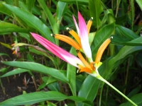 Parrot's Beak Heleconia Parrot's Beak Heleconia