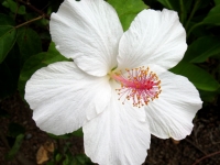 White Hibiscus White Hibiscus