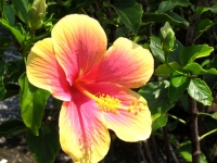 Pink and Yellow Hibiscus Pink and Yellow Hibiscus