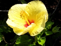 Yellow and Red Hibiscus Yellow and Red Hibiscus