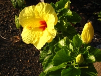 Yellow and Red Hibiscus Yellow and Red Hibiscus