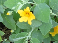 Yellow Illima Yellow Illima