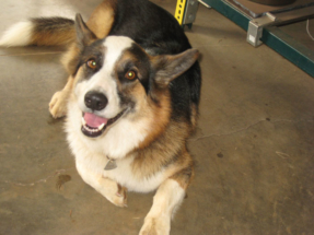 Worcester Glassworks happy dog, Gus