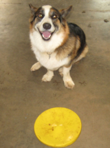 Worcester Glassworks happy dog,Gus and his frisbee