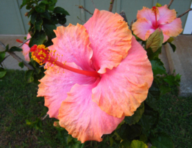 Pretty hibiscus