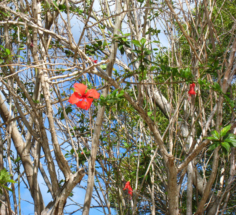 Hibiscus tree