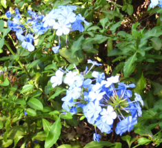 Plumbago flowers