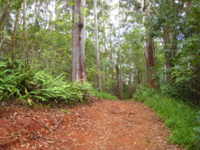 Makawao Forest Reserve