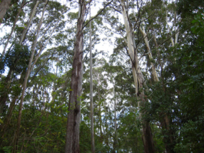 Makawao Forest Reserve